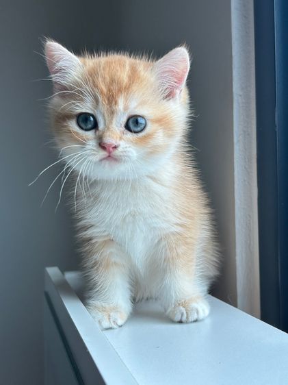 บริติช ชอร์ตแฮร์ (British Shorthair) แมวบริติช ผช