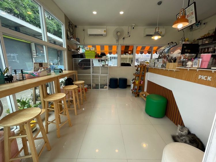ส่งต่อ คาเฟ่แมวอันดับหนึ่งในเขตบึงกุ่ม  รูปที่ 5