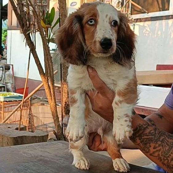ดัชชุนขนยาว