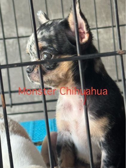 ชิวาวา (Chihuahua) เล็ก ชิวาวา
