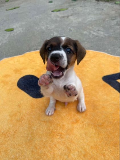 แจ็ค รัสเซลล์ (Jack Russell) แจ็ครัสเซล