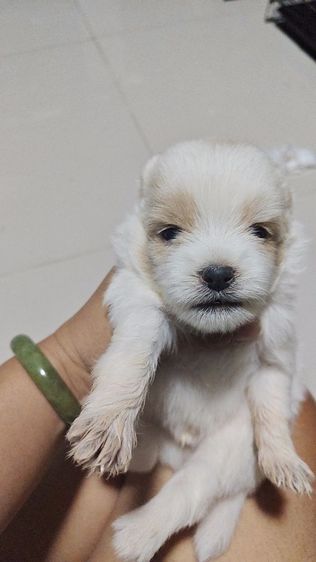 ปอมเมอเรเนียน (Pomeranian) เล็ก ปอมผสมชิสุ