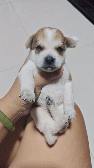 ชิวาวา (Chihuahua) เล็ก ชิวาว่าผสมชิสุ
