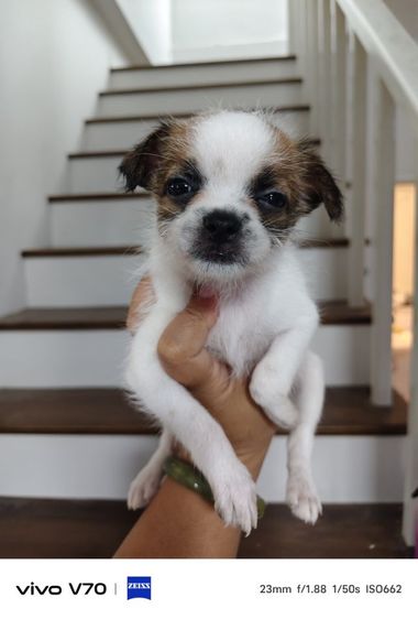 ชิวาวา (Chihuahua) เล็ก ชิวาว่าผสมชิสุ