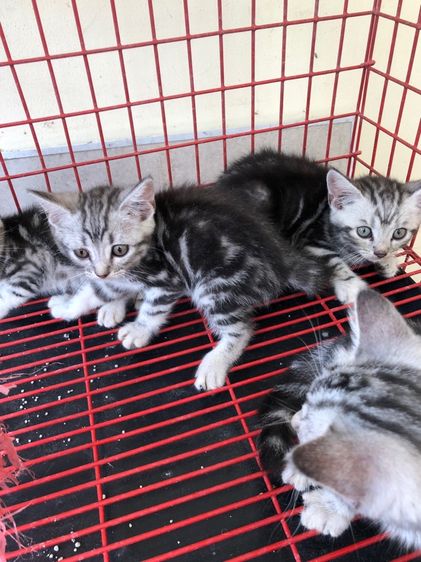 อเมริกัน ชอร์ตแฮร์ (American Shorthair) ขายแมวอเมริกันช๊อตแฮร์