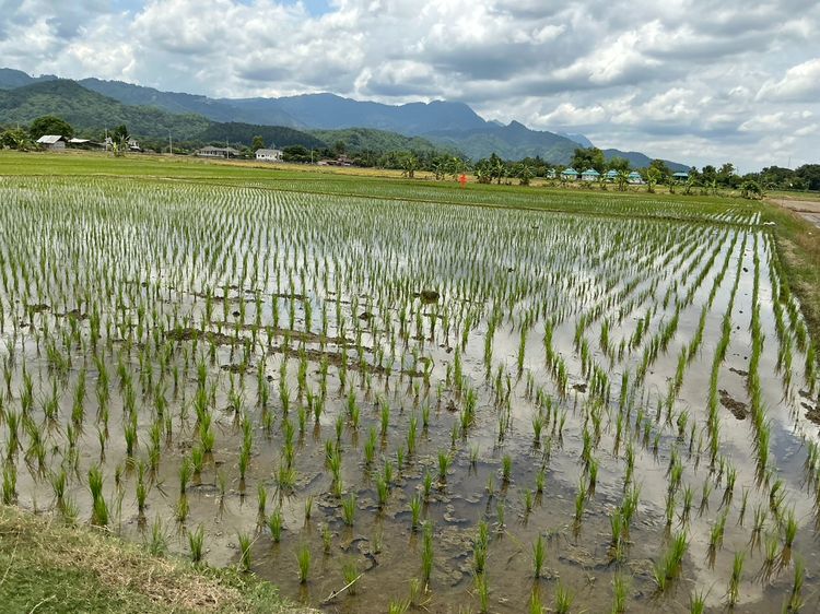 ขายที่นาวิวดอยนางนอน รูปที่ 3