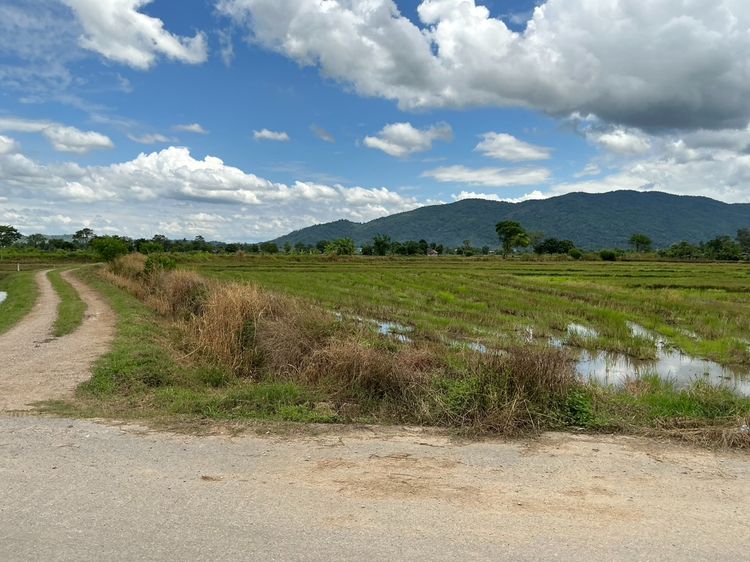 ขายที่นาทำนาตลอดทั้งปี รูปที่ 4