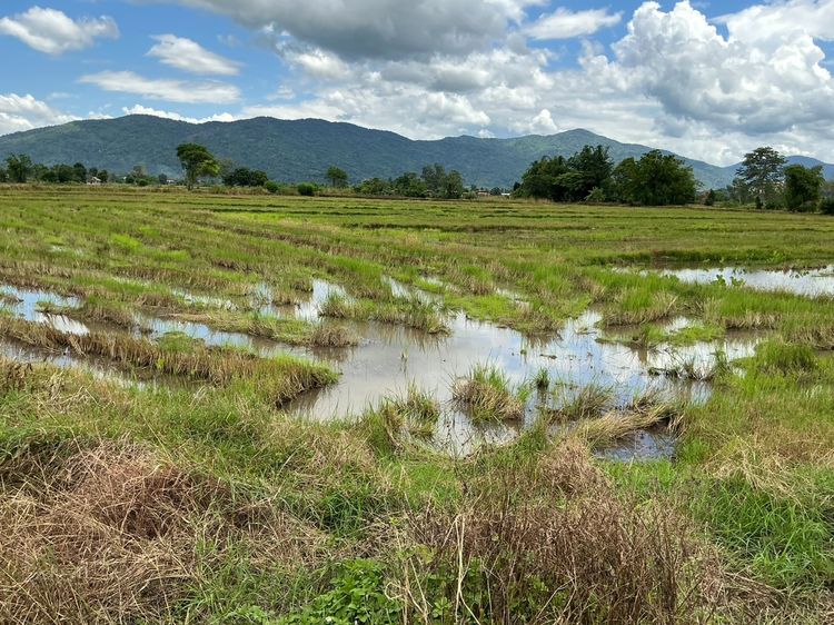 ขายที่นาทำนาตลอดทั้งปี รูปที่ 2