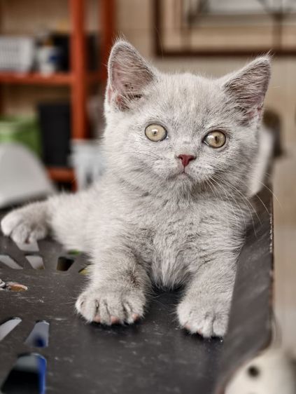 แมว scottish fold หาบ้านด่วนราคาถูกปิดฟาร์ม รูปที่ 3