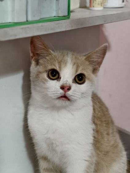 แมว scottish fold หาบ้านด่วนราคาถูกปิดฟาร์ม รูปที่ 12