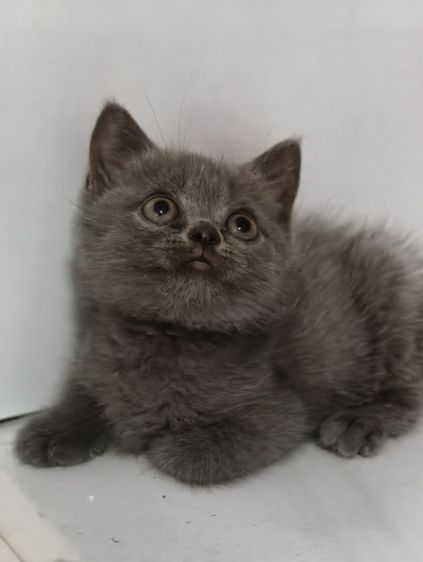 แมว scottish fold หาบ้านด่วนราคาถูกปิดฟาร์ม รูปที่ 8