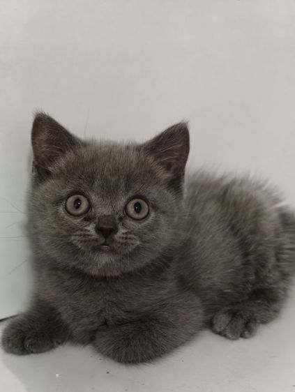 แมว scottish fold หาบ้านด่วนราคาถูกปิดฟาร์ม รูปที่ 6