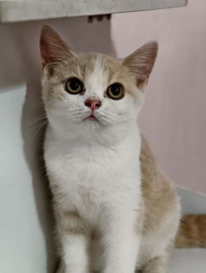 แมว scottish fold หาบ้านด่วนราคาถูกปิดฟาร์ม รูปที่ 13
