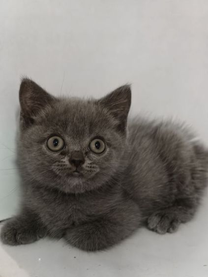 แมว scottish fold หาบ้านด่วนราคาถูกปิดฟาร์ม รูปที่ 7