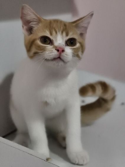 แมว scottish fold หาบ้านด่วนราคาถูกปิดฟาร์ม รูปที่ 10