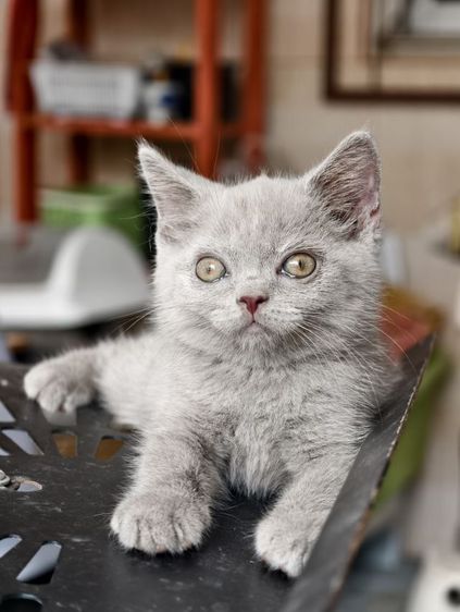 แมว scottish fold หาบ้านด่วนราคาถูกปิดฟาร์ม