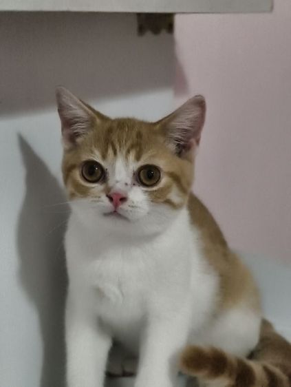 แมว scottish fold หาบ้านด่วนราคาถูกปิดฟาร์ม รูปที่ 11