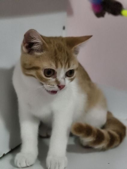แมว scottish fold หาบ้านด่วนราคาถูกปิดฟาร์ม รูปที่ 9