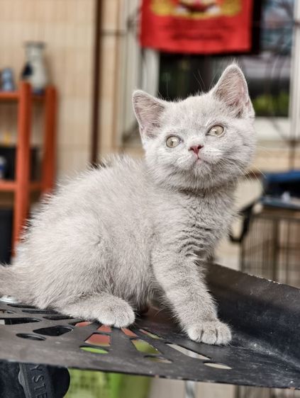 แมว scottish fold หาบ้านด่วนราคาถูกปิดฟาร์ม รูปที่ 4
