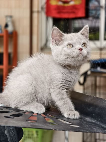 แมว scottish fold หาบ้านด่วนราคาถูกปิดฟาร์ม รูปที่ 5