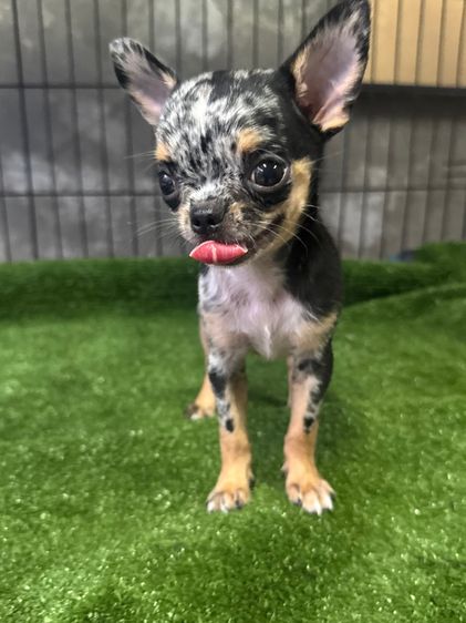 ชิวาวา (Chihuahua) เล็ก ชิวาวา