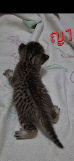สก็อตติช โฟลด์ (Scottish Fold) แมวสก็อตติชผสม