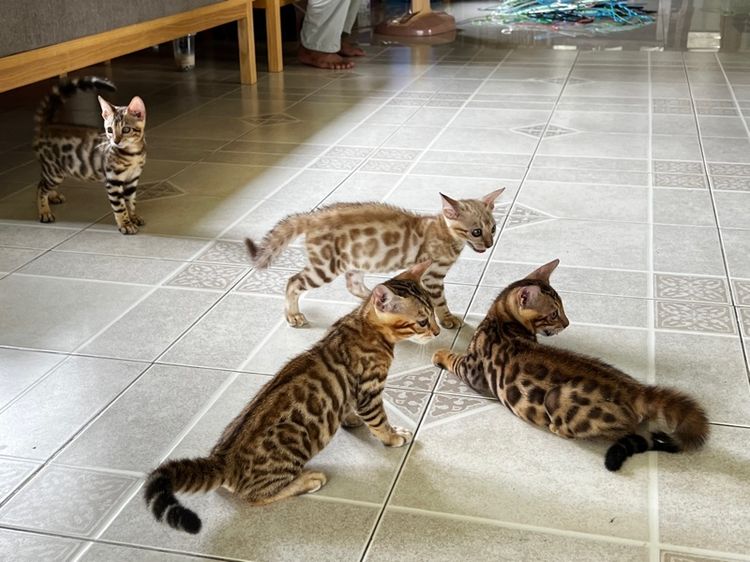 เบงกอล (Bengal House Cat) ขายน้องแมวเบงกอล สีสโนว์และบราวน์  อายุ 2 เดือน 