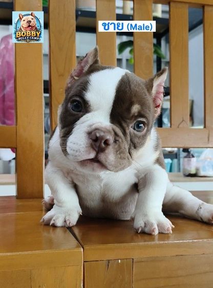 บูลลี่ (Bully) เล็ก อเมริกันบูลลี่ เอ็กโซติก (ผู้)
