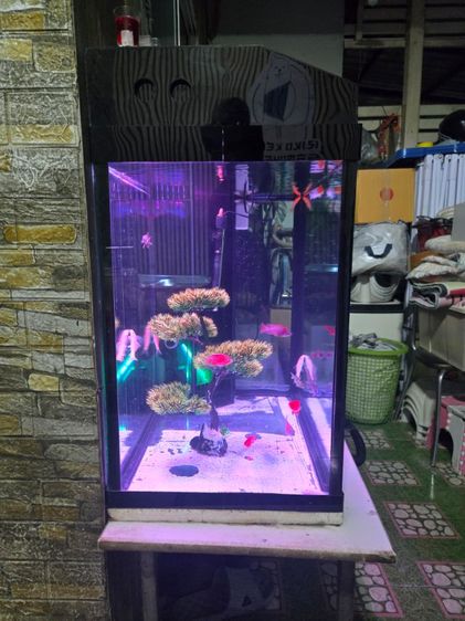 ขายปลามาลาวีพร้อมเลี้ยงครบชุด ราคาถูก รูปที่ 2