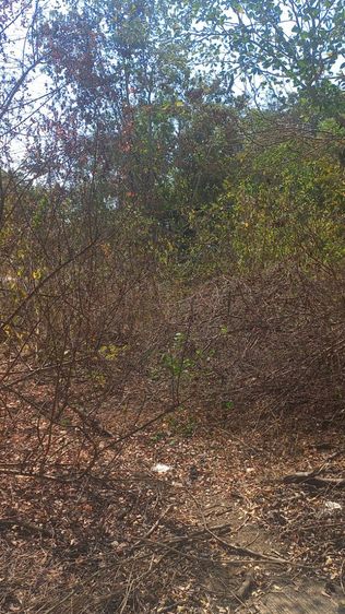 ขายที่ดินเปล่าอ.บางเลน จ.นครปฐม มีน้ำไฟฟ้าพร้อม รูปที่ 4