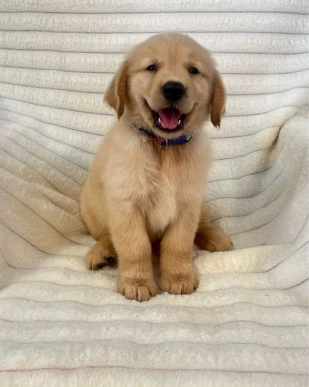 โกลเด้นรีทรีฟเวอร์ (Golden Retriever) ใหญ่ ลุกโกลเด้นเมียล้วน5ตัว