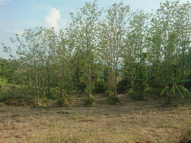 ใช่ ขายที่ดินหุบเขา 15ไร่ นส3ก หัวหิน บ้าน8หลังมีเนินเขาสระน้ำเป็นของตัวเอง ห่างไร่องุ่นหัวหิน4กิโล รูปที่ 4