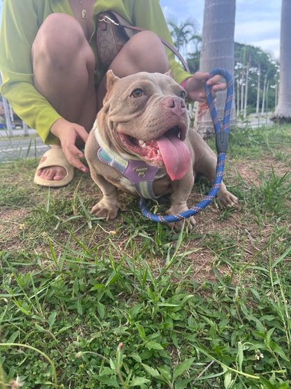 หมาบลูลี่(Exotic Bully)