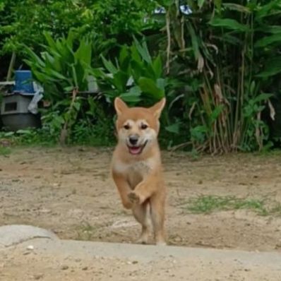 ชิบะน่ารัก