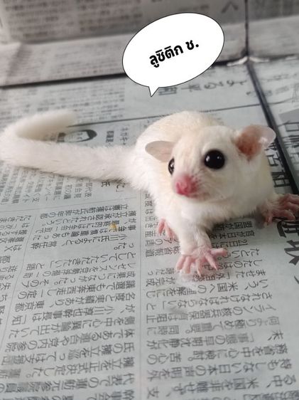 ชูก้าไกรเดอร์  มีทุกรุ่นทุกสีรูป แค่ตัวอย่างสอบถามเพิมเติม DM.มาหรือ ไลน์ mzk049 (ไม่ทักไปไลน์ไหนทั้งนัน) รูปที่ 6
