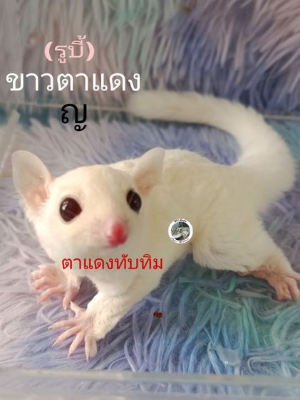 ชูก้าไกรเดอร์  มีทุกรุ่นทุกสีรูป แค่ตัวอย่างสอบถามเพิมเติม DM.มาหรือ ไลน์ mzk049 (ไม่ทักไปไลน์ไหนทั้งนัน) รูปที่ 12