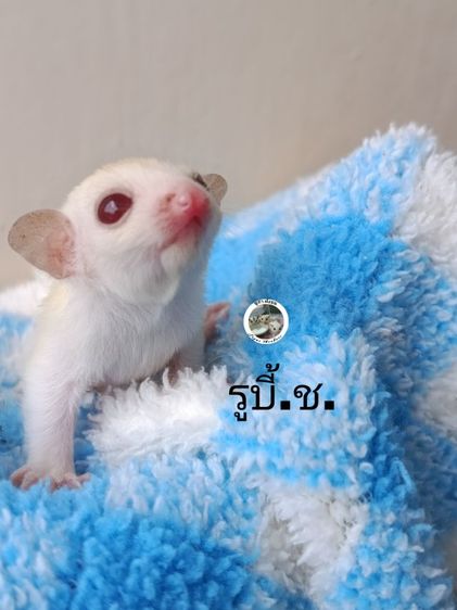 ชูก้าไกรเดอร์  มีทุกรุ่นทุกสีรูป แค่ตัวอย่างสอบถามเพิมเติม DM.มาหรือ ไลน์ mzk049 (ไม่ทักไปไลน์ไหนทั้งนัน)