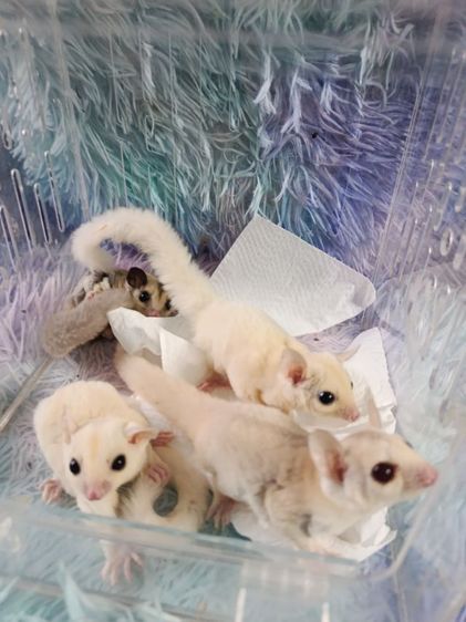 ชูก้าไกรเดอร์  มีทุกรุ่นทุกสีรูป แค่ตัวอย่างสอบถามเพิมเติม DM.มาหรือ ไลน์ mzk049 (ไม่ทักไปไลน์ไหนทั้งนัน) รูปที่ 9