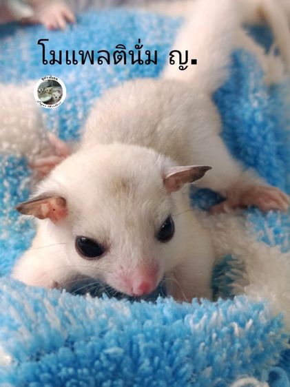 ชูก้าไกรเดอร์  มีทุกรุ่นทุกสีรูป แค่ตัวอย่างสอบถามเพิมเติม DM.มาหรือ ไลน์ mzk049 (ไม่ทักไปไลน์ไหนทั้งนัน) รูปที่ 3