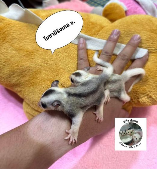 ชูก้าไกรเดอร์  มีทุกรุ่นทุกสีรูป แค่ตัวอย่างสอบถามเพิมเติม DM.มาหรือ ไลน์ mzk049 (ไม่ทักไปไลน์ไหนทั้งนัน) รูปที่ 5