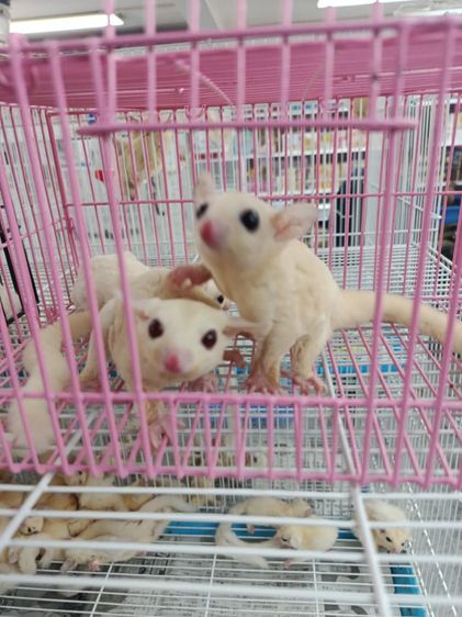 ชูก้าไกรเดอร์  มีทุกรุ่นทุกสีรูป แค่ตัวอย่างสอบถามเพิมเติม DM.มาหรือ ไลน์ mzk049 (ไม่ทักไปไลน์ไหนทั้งนัน) รูปที่ 11