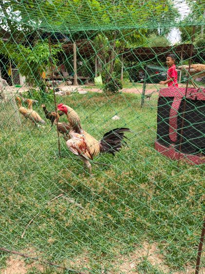 ไก่ชน