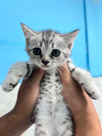 สก็อตติช โฟลด์ (Scottish Fold) ลูกแมวสก๊อตติส 
