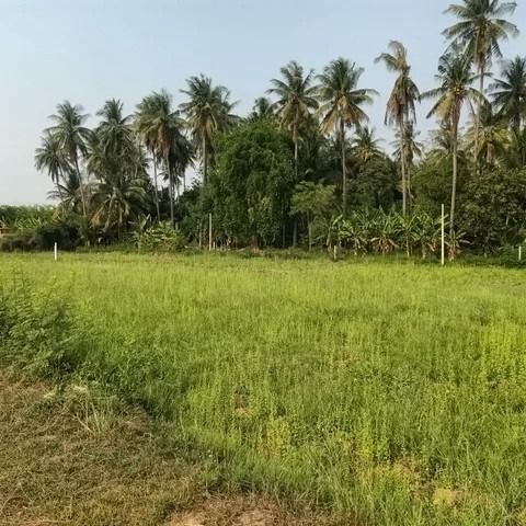 ที่ดินเปล่า 150 ตร.วา ทำเลดี ราคาคุ้ม ตำบลสร้อยฟ้า อำเภอโพธาราม จังหวัดราชบุรี รูปที่ 4