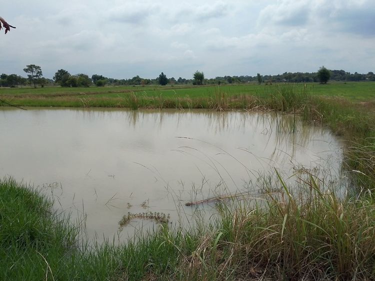 ที่ดิน 6 ไร่ อำเภอบ้านฝาง รูปที่ 3