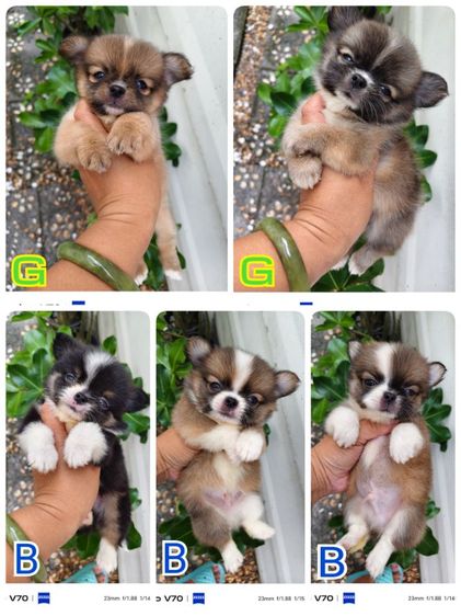 ชิวาว่า