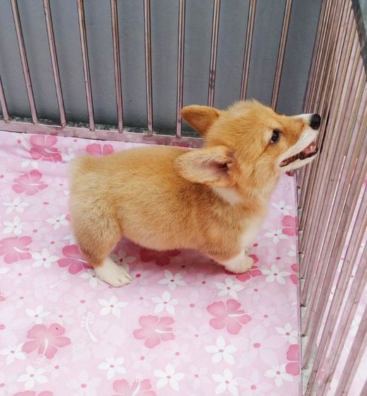 คอร์กี้ พร้อมย้ายบ้านครับ
