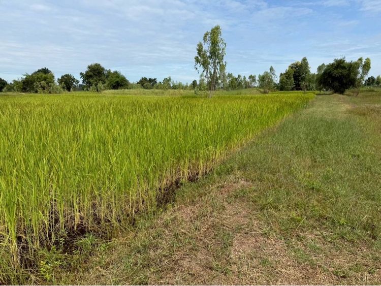 ที่ดินอำเภอบ้านฝางจังหวัดขอนแก่น รูปที่ 4