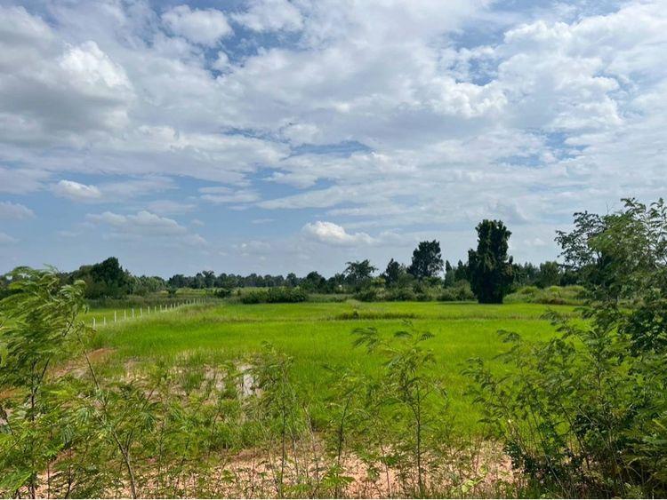 ที่ดิน บ้านสวน 11 ไร่ ไร่บ้านฝาง รูปที่ 3