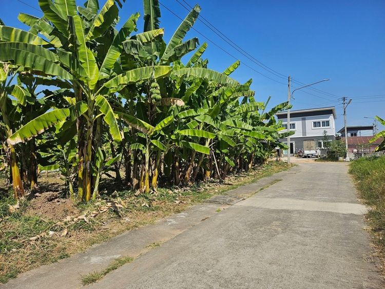 ที่ดินติดบึงทุ่งสร้างซอยลาดคนึง 29 รูปที่ 4